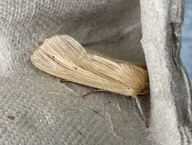 Photo of Common Wainscot (Mythimna pallens)